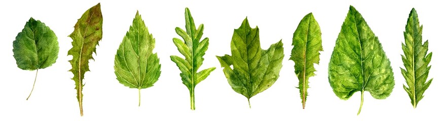 watercolor set of green leaves