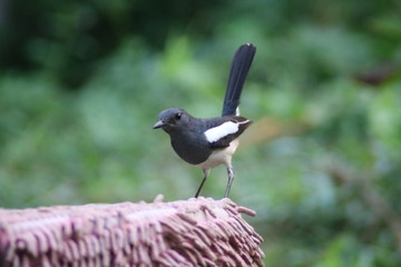 Magpie