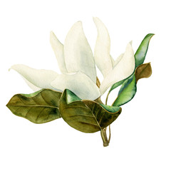 watercolor drawing magnolia flower © cat_arch_angel