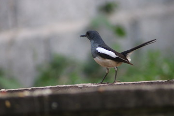 blackbird on a branch