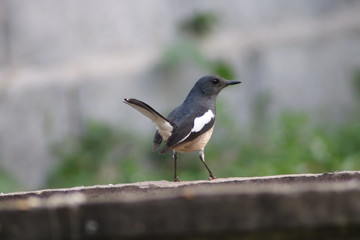Fototapeta premium Magpie