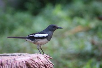 Fototapeta premium Magpie