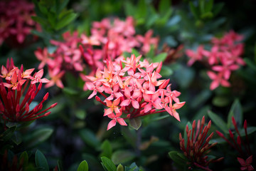 Red pink spike flower