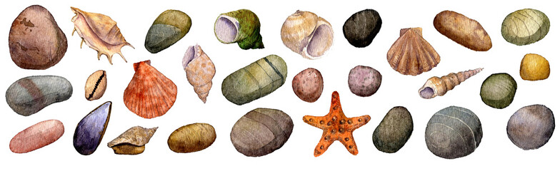 watercolor drawing seashells and stones