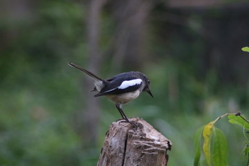 Magpie