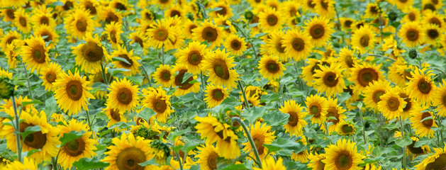 Large beautiful field of sunflowers