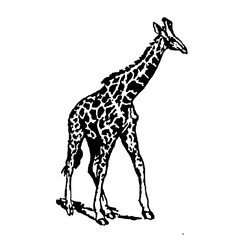 Giraffe illustration isolated on white background