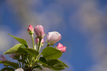 Spring blooming tree. Beautiful apple flowers on branch. Close-up. Copy Space