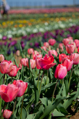 チューリップ畑