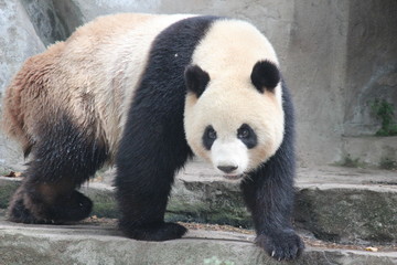 Obraz premium 見つけたぞ～