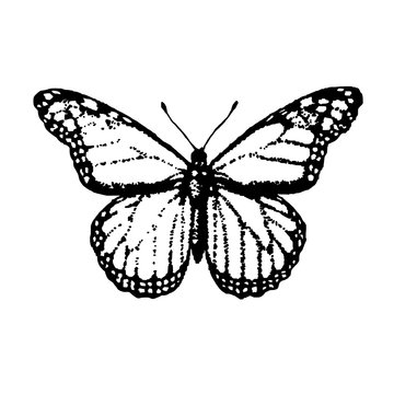 Black butterfly illustration isolated on white background