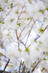 大島桜