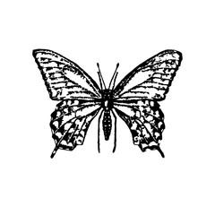 Black butterfly illustration isolated on white background