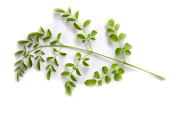 Green branch of moringa leaves  on  white  background  isolate 