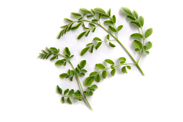 Green branch of moringa leaves  on  white  background  isolate 