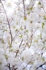 大島桜