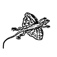 Hand drawn digital illustration of flying dragons lizard isolated on white background