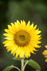 Obraz premium Close up of sunflower, Sunflower flower of summer in field, sunf