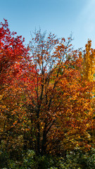 Vertical photo: Orange and red leaves in the sunlight of a beautiful sunny day during autumn in Canada.