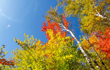 Natural forest: Very colorful tree leaves during a beautiful sunny day in Quebec, Canada.