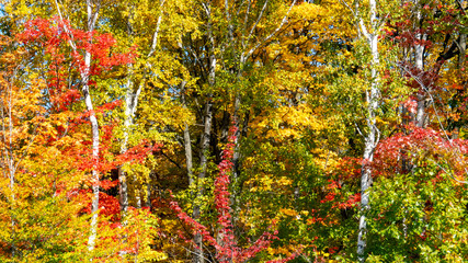 Colorful leaves and trees from a forest in the Province of Quebec, Canada during a beautiful sunny day of autumn.