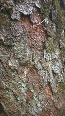 tree bark texture
