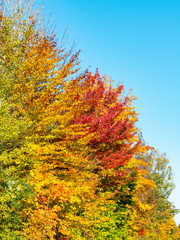 Orange, green, and yellow trees from a peaceful Canadian forest during a beautiful sunny day of autumn 2019.