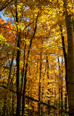 Yellow and orange autumn trees with beautiful leaves during a bright day in a young Canadian forest.