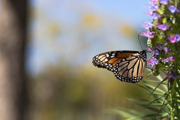 butterfly on a flower