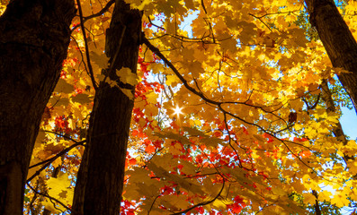 Bright sunlight passing through beautiful yellow, orange, and red leaves of many Canadian maple trees.