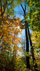 Small rays of sunlight passing through the yellow leaves of a young tree in the middle of a healthy Canadian forest.