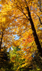 Vertical photo of a lot of yellow leaves from Canadian trees in a peaceful forest.