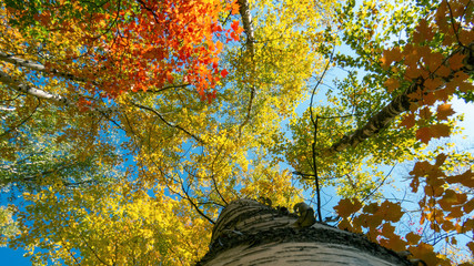Canadian Forest: Very colorful treetops in the bright sunlight with a blue sky in the background.