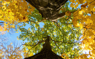 Peaceful autumn day in the bright sunlight looking at the green and yellow treetops and the blue sky.