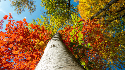Colorful Canadian treetops directly from below during a beautiful sunny day of autumn.