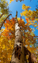 Canadian forest: A dead tree trunk full of woodpecker holes surrounded by colorful autumn trees under the bright sunlight.