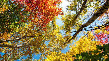 Mixed stages of autumn over many treetops during a beautiful day in a peaceful Canadian forest.