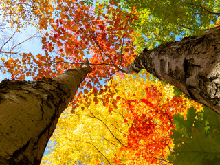 A mix of many treetops in different stages of autumn during a beautiful day in a peaceful Canadian forest.