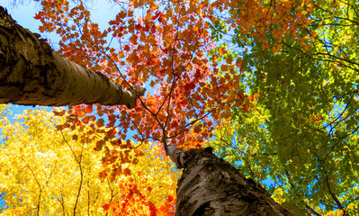 Autumn 2019: Colorful Canadian treetops and a bright blue sky viewed directly from below.