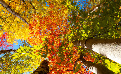 Canadian Forest: All the natural colors of autumn in many treetops surrounded by other trees with a bright blue sky in the background.