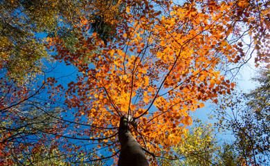 Tall Canadian trees with bright leaves with different colors during a beautiful day of autumn.