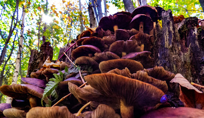 A lot of healthy stacked mushrooms viewed from below with a lot of Canadian trees in the background and the sun passing through the leaves.