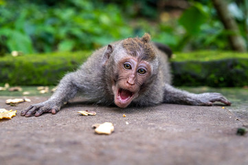 Playful macaque lying on ground