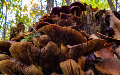 A lot of healthy stacked mushrooms viewed from below with a lot of Canadian trees in the background.