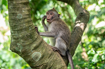 Macaque monkey thinking in tree