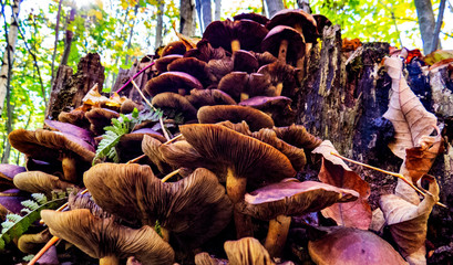 A lot of healthy stacked mushrooms viewed from below with a lot of Canadian trees in the background.