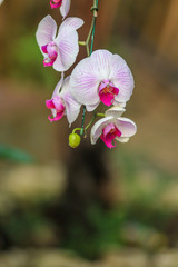 Fototapeta na wymiar Orchid flowers with blured nature copyspace background.