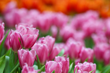 Beautiful tulip flowers with blured background in the garden. Pink tulip flowers.