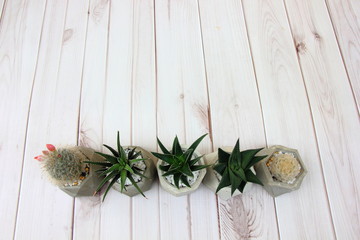 Succulent plants in cement pot on wood background,for background.