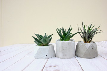 Succulent plants in cement pot on wood background,for background.